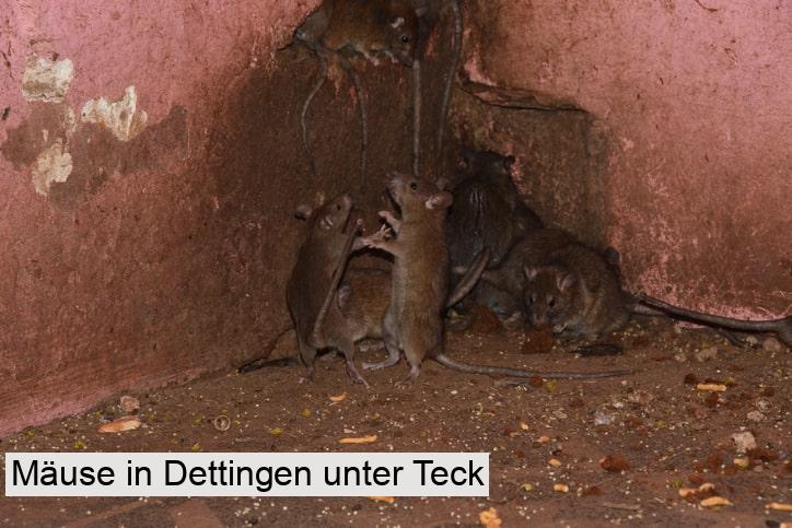 Mäuse in Dettingen unter Teck